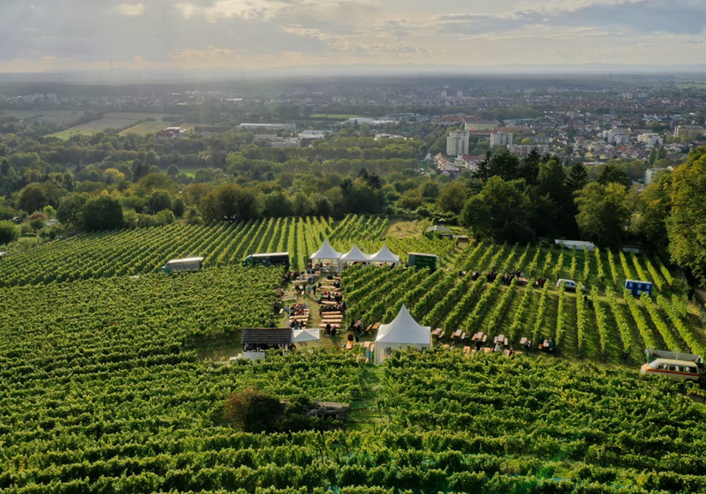 Adam Müller - Weingut