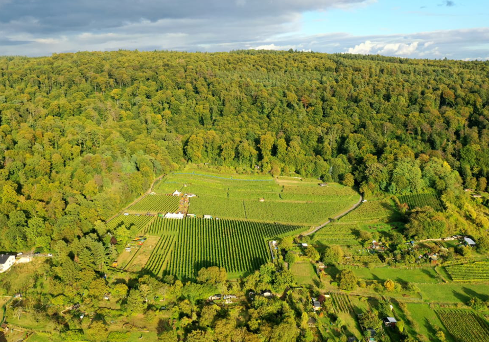 Adam Müller - Weingut